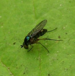 Chrysosoma crinicorne -1