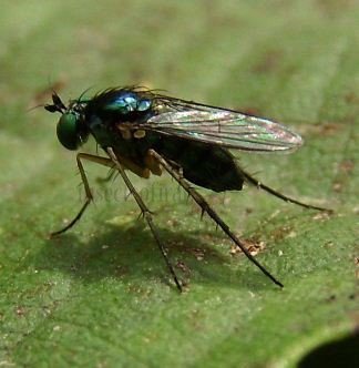 Chrysosoma crinicorne -2