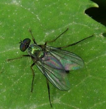 Diaphorus sp-1