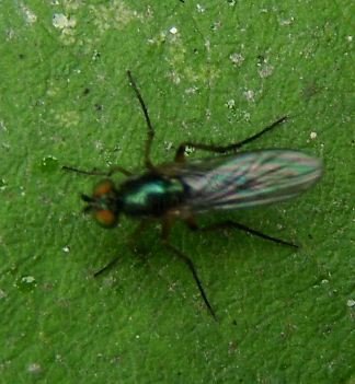 Dolichopodidae -1