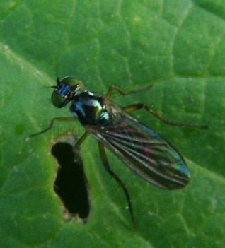 Dolichopodidae -3