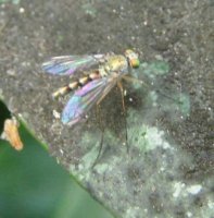 Dolichopodidae -4