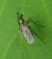 Dolichopus plumipes -1