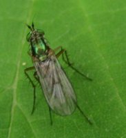 Dolichopus plumipes-2