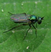 Dolichopus popularis
