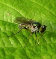 Chrysosoma leucopogon