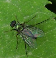 Diaphorus sp-1