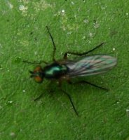 Dolichopodidae -1