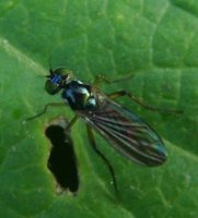 Dolichopodidae -3