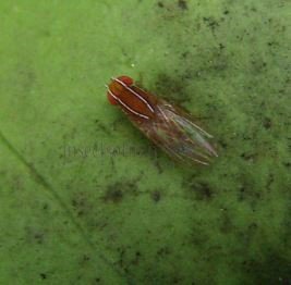Zapronius indianus-3