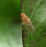 Drosophilidae