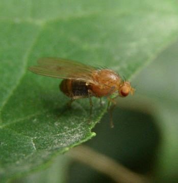 Dryomyza flaveola-3