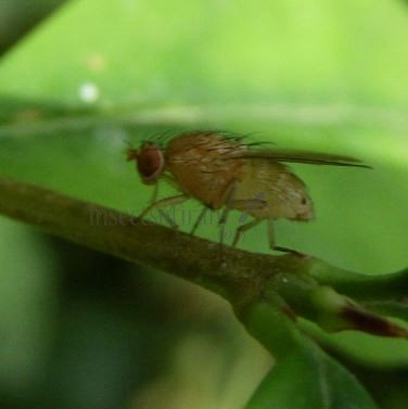 Dryomyza flaveola-5