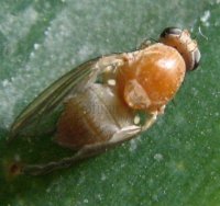 Dryomyzidae