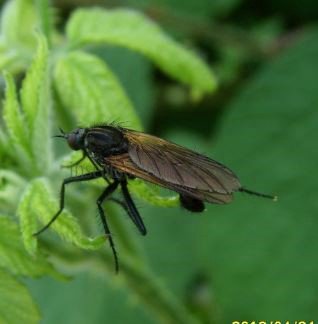 Empis bistortae-1