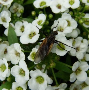 Empis bistortae-3