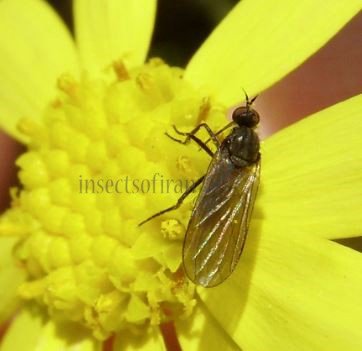 Empis livida