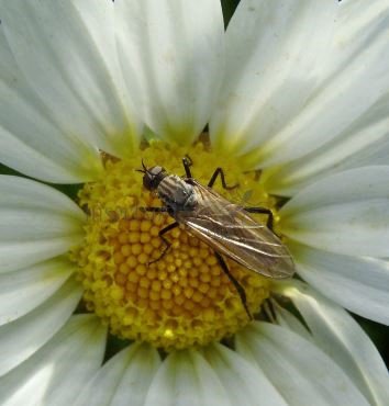 Empis sp-1
