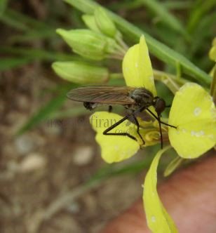 Empis sp-2