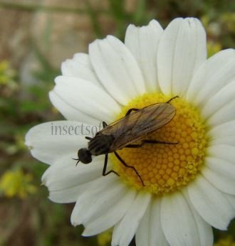 Empis sp-3