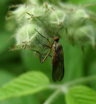 Empis sp-4