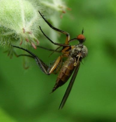 Empis sp-5