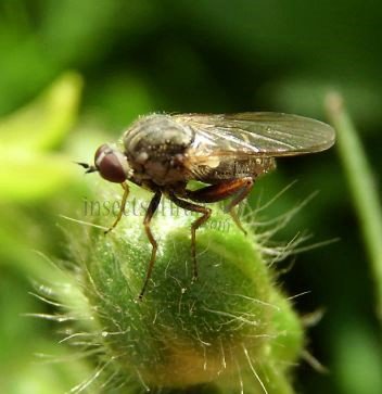 Empis spectabilis-1