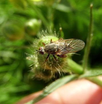 Empis spectabilis-2