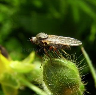 Empis spectabilis-3