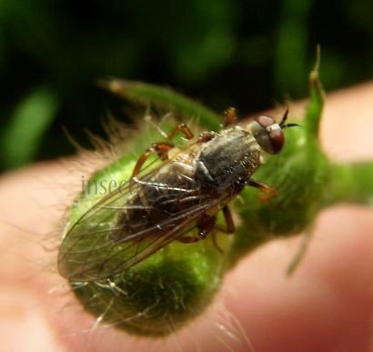 Empis spectabilis-4