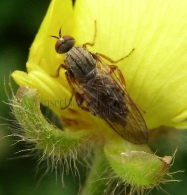 Empis spectabilis-6