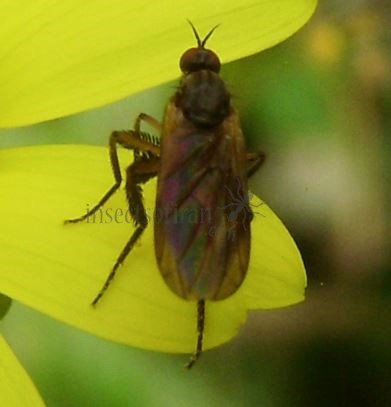 Empis tanysphyra