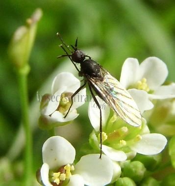 Empididae-2