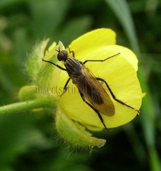 Rhamphomyia sp-2