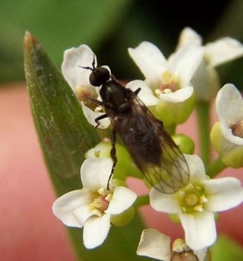Empididae-3