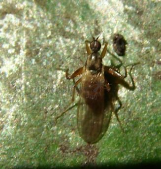 Empididae-5