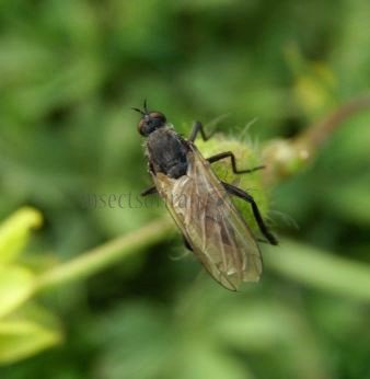 Empididae-7