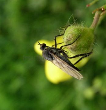 Empididae-8