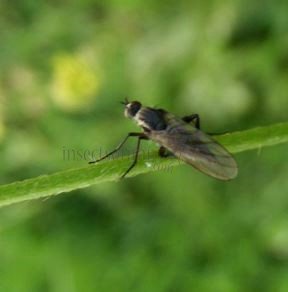Empididae-9