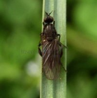 Rhamphomyia sp-1
