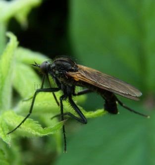 Empis bistortae-2