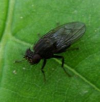 Ephydridae