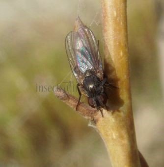 Fannia armata