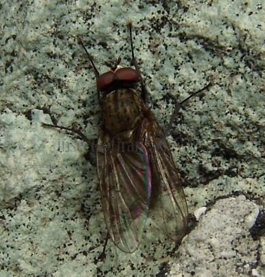 Fannia canicularis-9