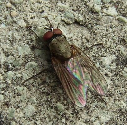 Fannia canicularis-10