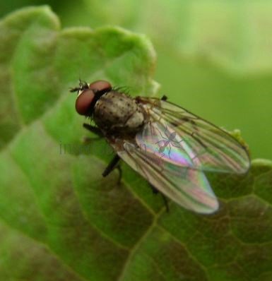 Fannia canicularis-11