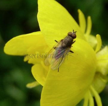Fannia canicularis-12