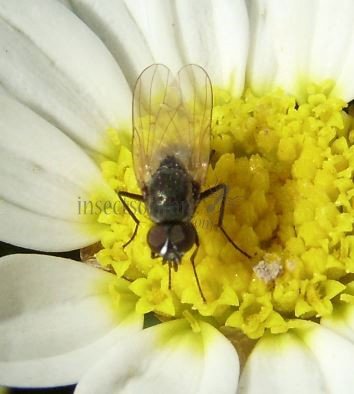 Fannia canicularis-13