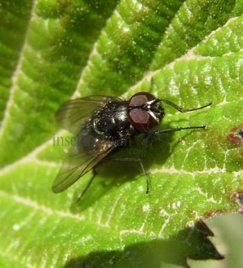 Fannia canicularis-14