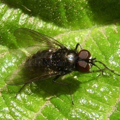 Fannia canicularis-15